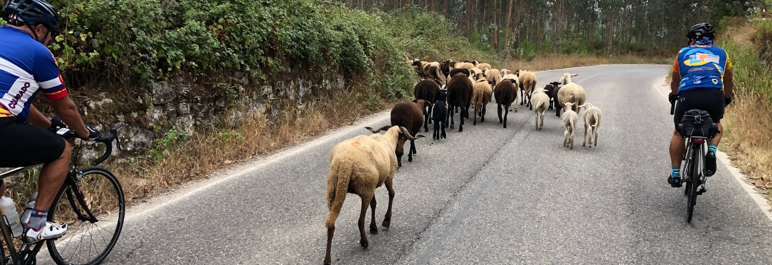 Pedal along Portugal's northern coast on this guided bike tour.